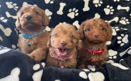 Cockapoo dogs for sale: Stunning Fox Red f1 cockapoo puppies  - Image 5