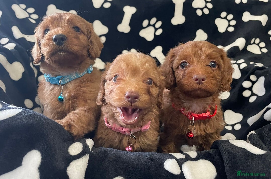 Cockapoo dogs for sale: Stunning Fox Red f1 cockapoo puppies  - Image 5