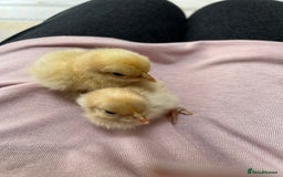 Chickens poultry for sale:  💕Buff or Lemon Pekins all ages from day old 💕 in Warrington - Image 7