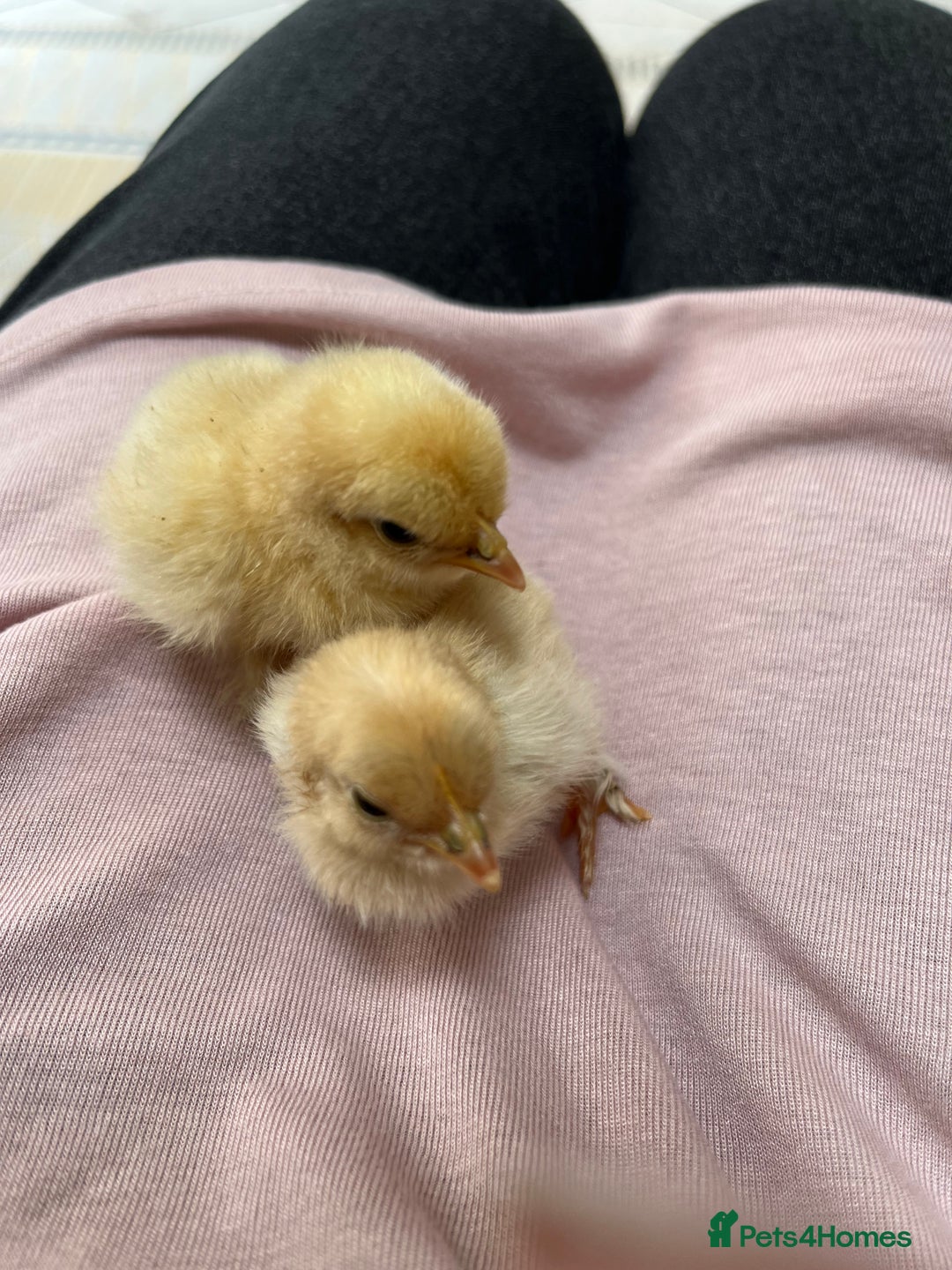 Chickens poultry for sale:  💕Buff or Lemon Pekins all ages from day old 💕 in Warrington - Image 7