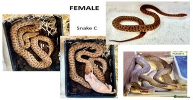 Python Snake reptiles - Advert 3