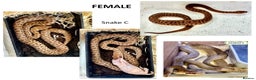 Python Snake reptiles for sale: Children’s Pythons (Antaresia childreni) - Advert 3