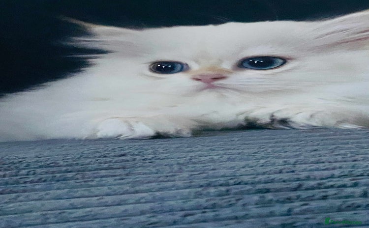 British Longhair cats - Advert 9