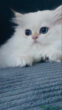 British Longhair cats - Advert 9
