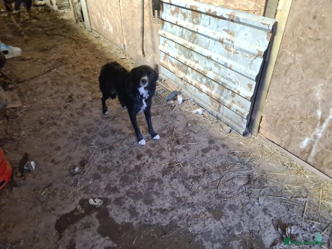 Mixed Breed dogs for sale: Beautiful litter of collie pups - Advert 5