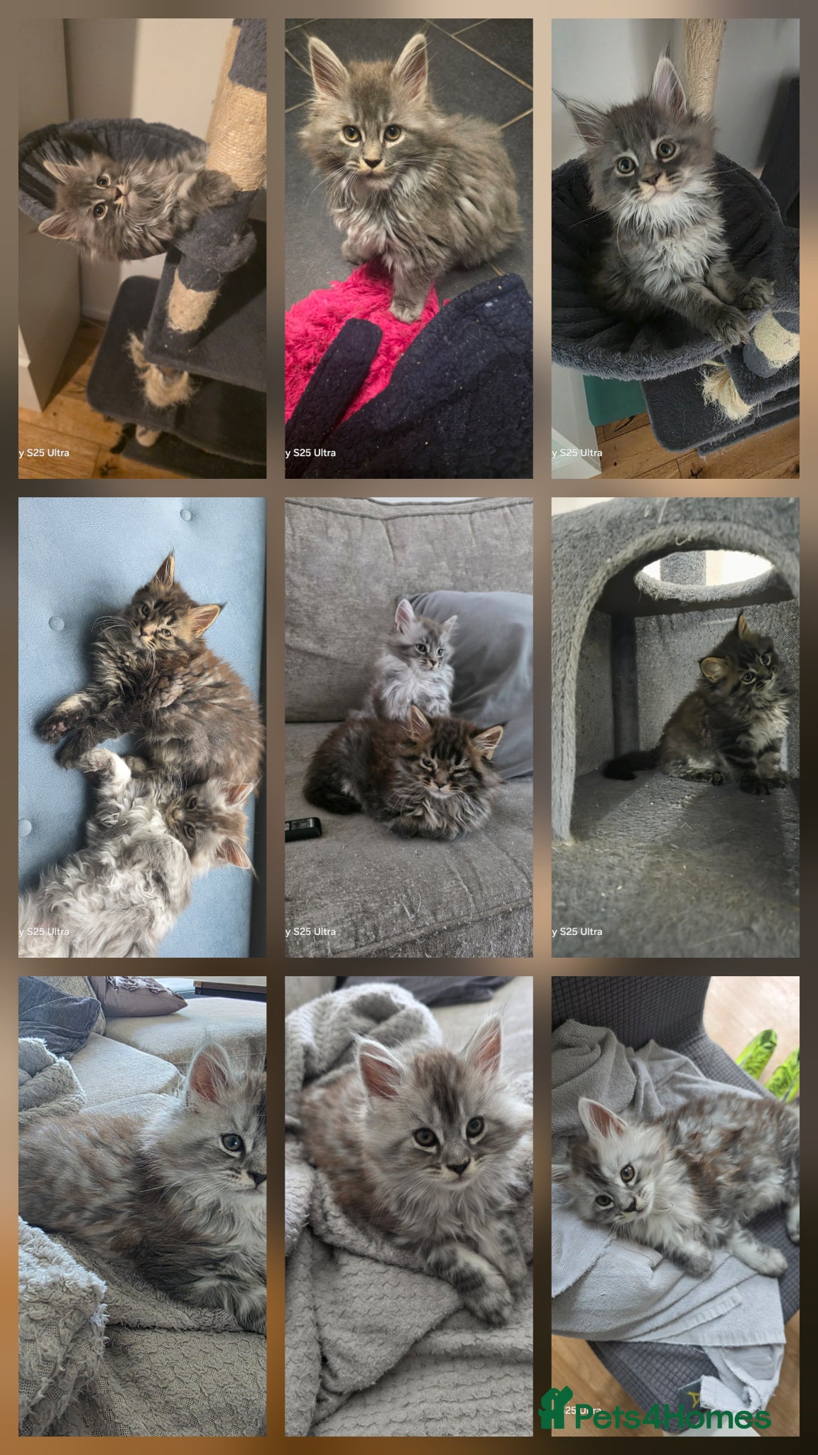 Maine Coon cats  Pure Maine coon kittens ready now 3 left 2b 1 g - Advert 2