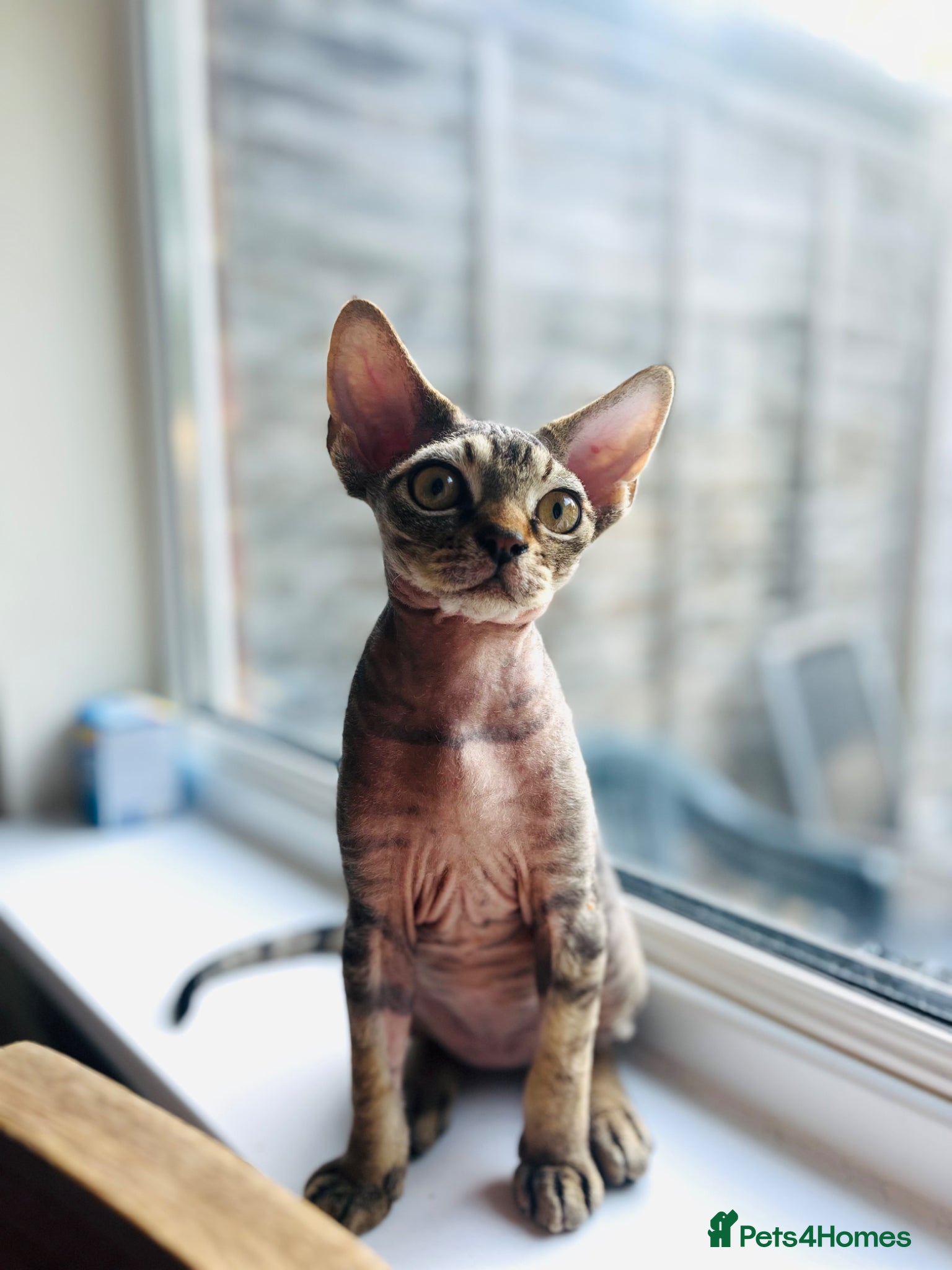Devon Rex cats Devon Rex TICA registered kitten boy - Advert 2