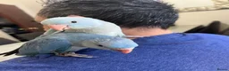Ringnecks birds for sale:     Super Tame Hand Reared Babies £50 off today !  - Advert 9