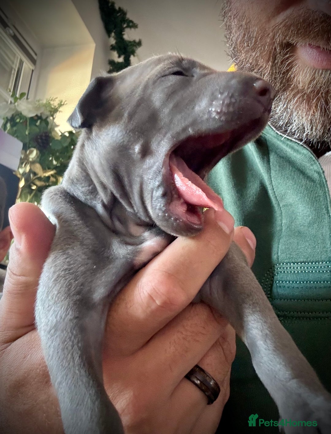 Italian Greyhound dogs for sale: KC Reg Italian Greyhound puppies - Only 1 boy left - Image 10