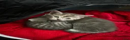 Domestic Shorthair cats for sale:     Beautiful kittens Looking for Loving Homes - Advert 12