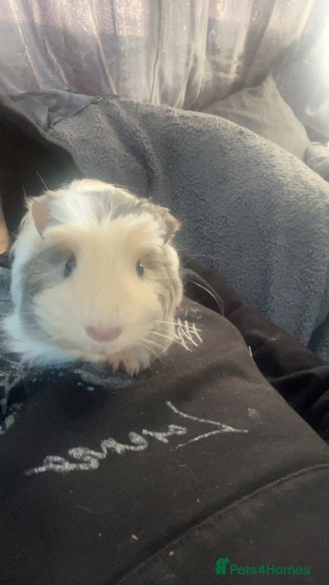 Guinea Pig rodents for sale: 3 guniea pigs including hut  in Liverpool - Advert 2