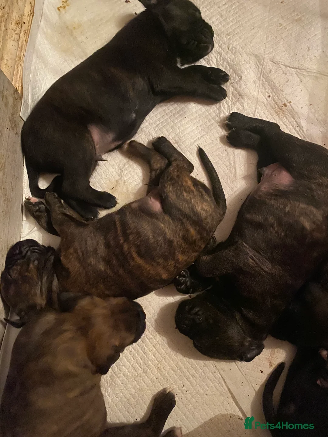 Mixed Breed dogs for sale: 🧬Kc reg mum black boxer & mini boxer pups 🤩 8wk - Advert 19