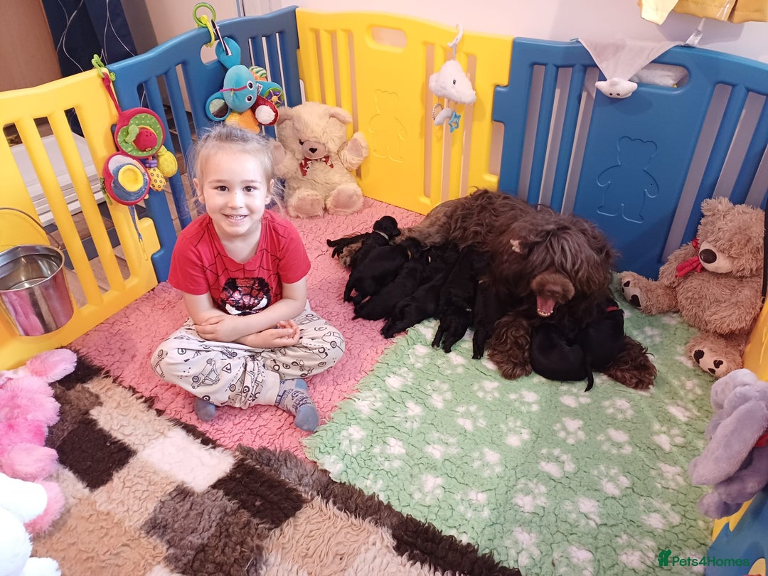 Portuguese Water Dog dogs for sale: Portuguese Water Dog Puppy–Boy Available Now - Advert 6