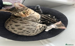 Savannah cats for sale: Savannah cross boy - Image 3