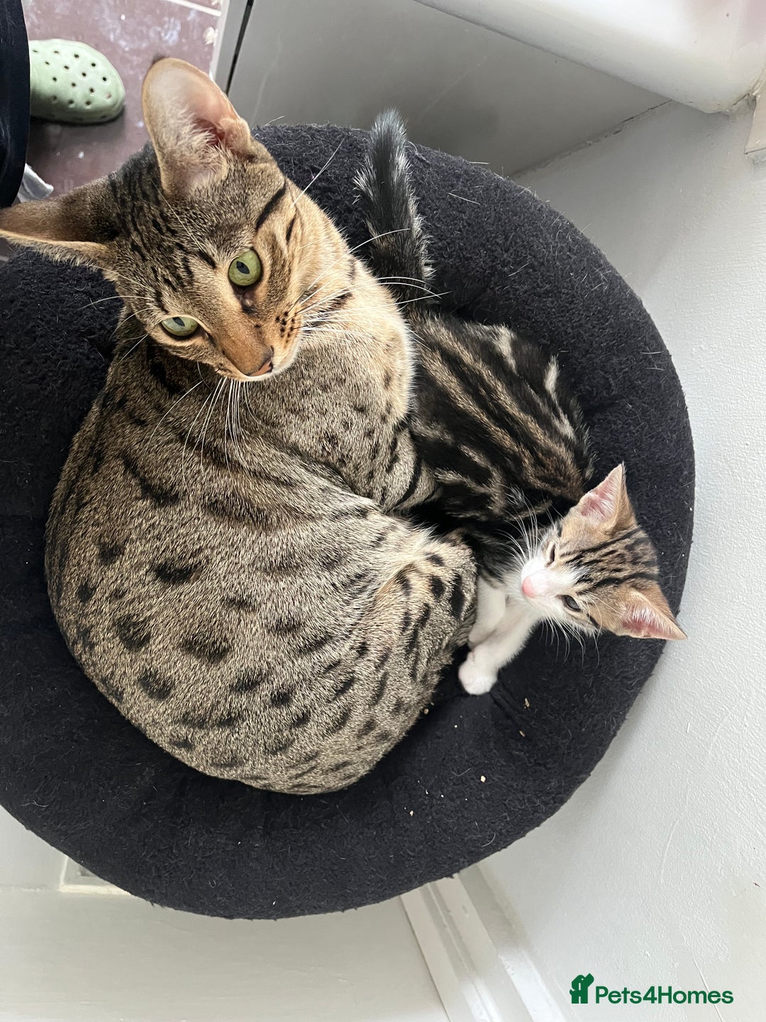 Savannah cats for sale: Savannah cross boy - Image 3