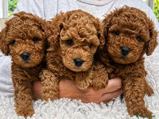 Cavapoo dogs Extensively Tested Toy Teddy Bears ❤️ - Advert 18