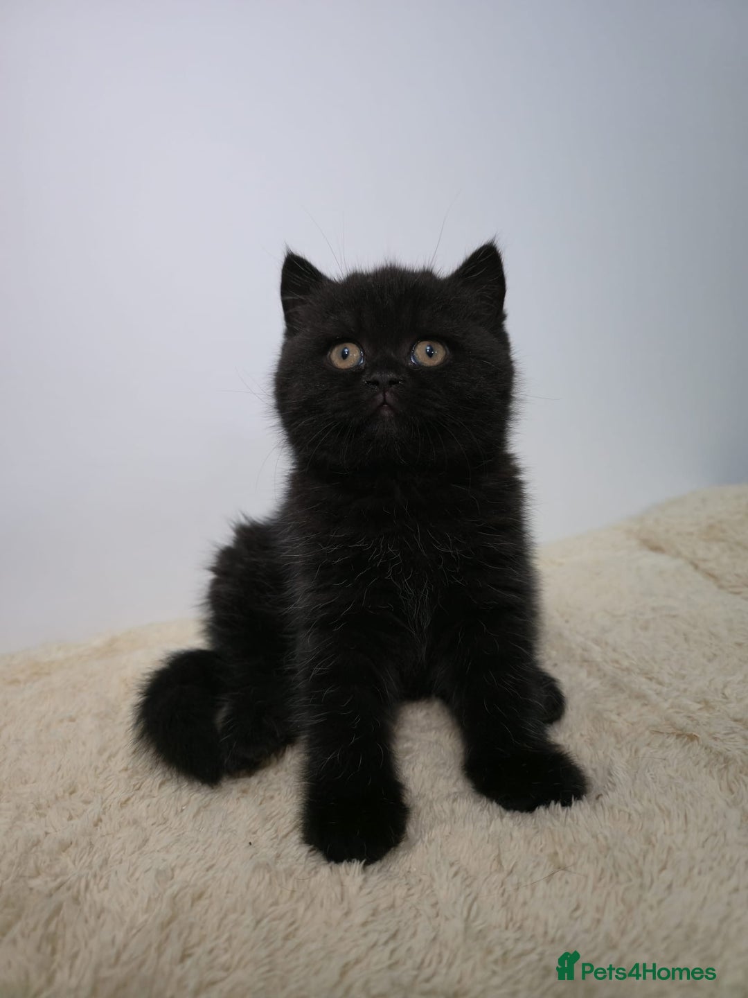 British Shorthair cats for sale: Gorgeous British Shorthair & Longhair Kittens - Advert 8