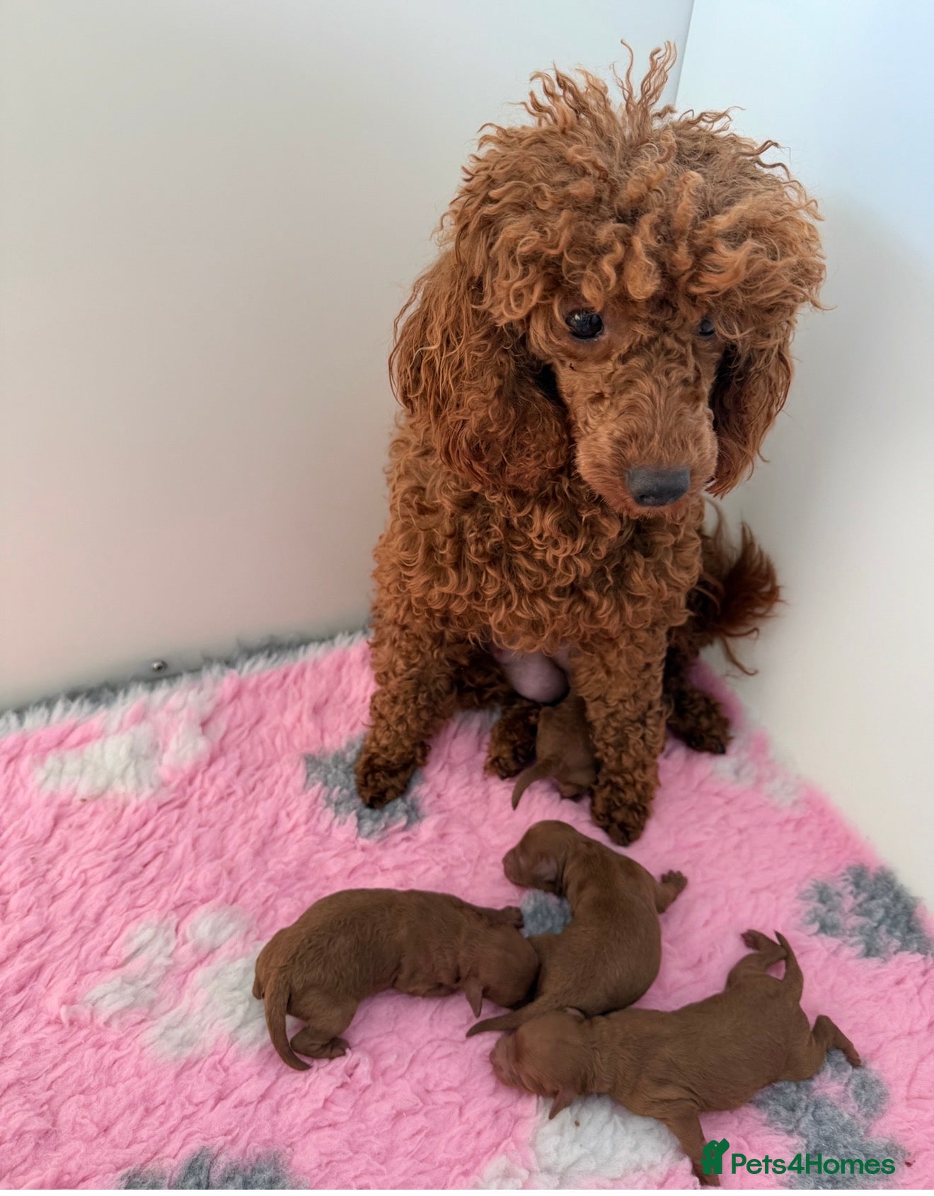 Miniature Poodle dogs Kc fully health genetic Ruby poodles  - Advert 2