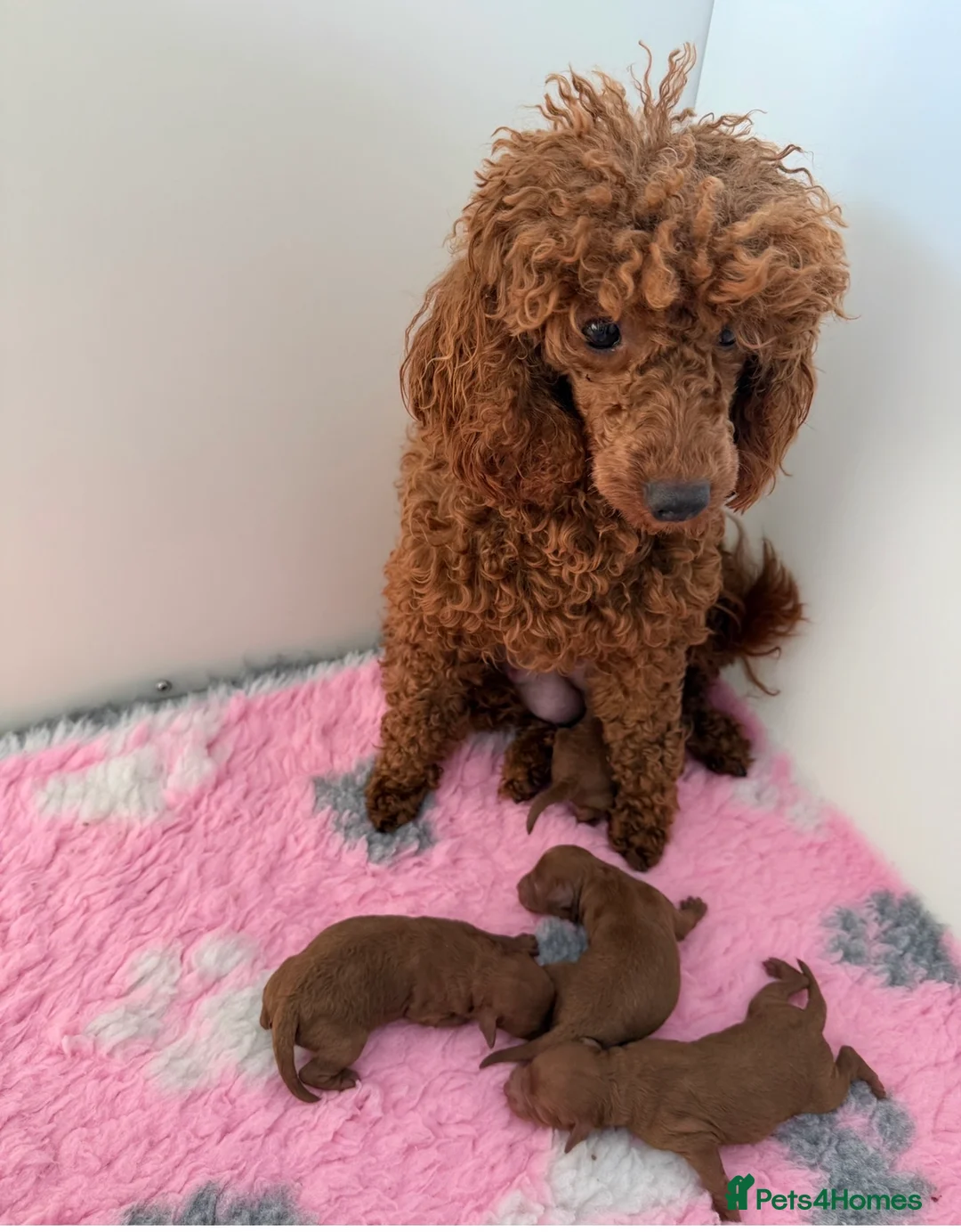 Miniature Poodle dogs for sale: Kc fully health genetic Ruby poodles  - Advert 2