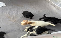 Cocker Spaniel dogs for sale: Show cocker spaniel puppies - Image 21