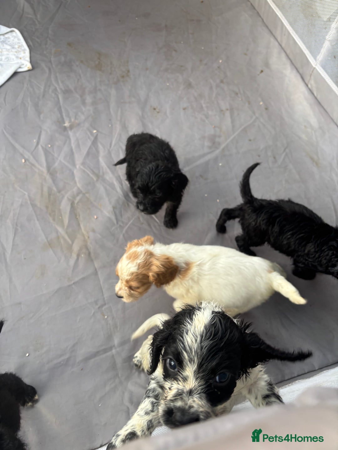 Cocker Spaniel dogs for sale: Show cocker spaniel puppies - Image 21