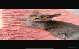 British Shorthair cats for sale: British shorthair female for sale  - Image 1