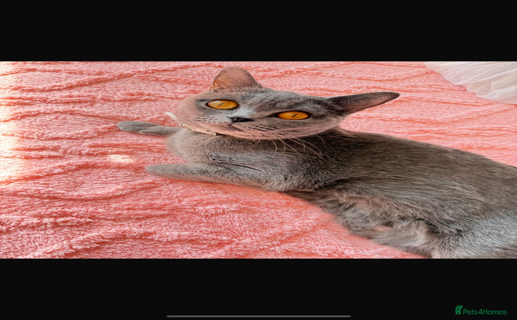 British Shorthair cats - Advert 5