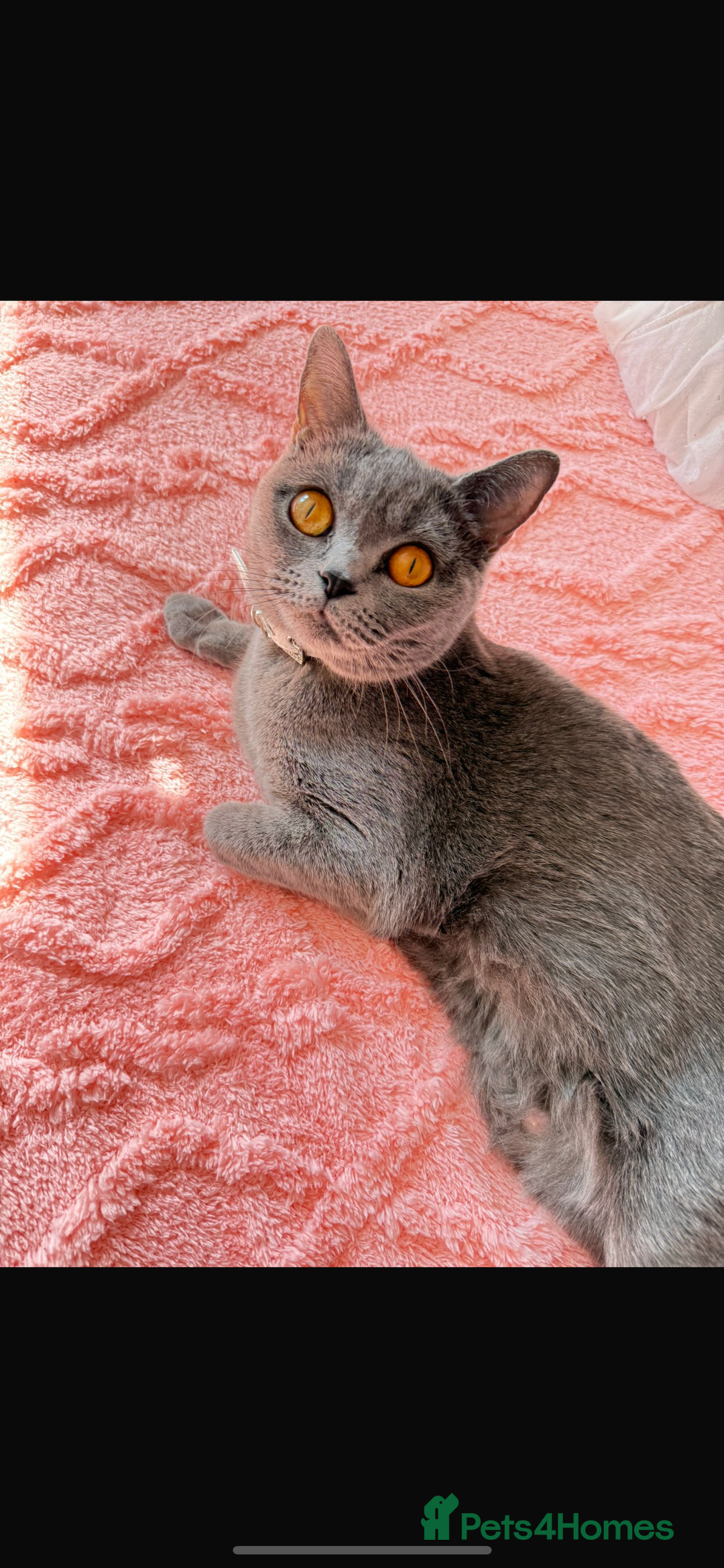 British Shorthair cats for sale: British shorthair female for sale  - Image 1