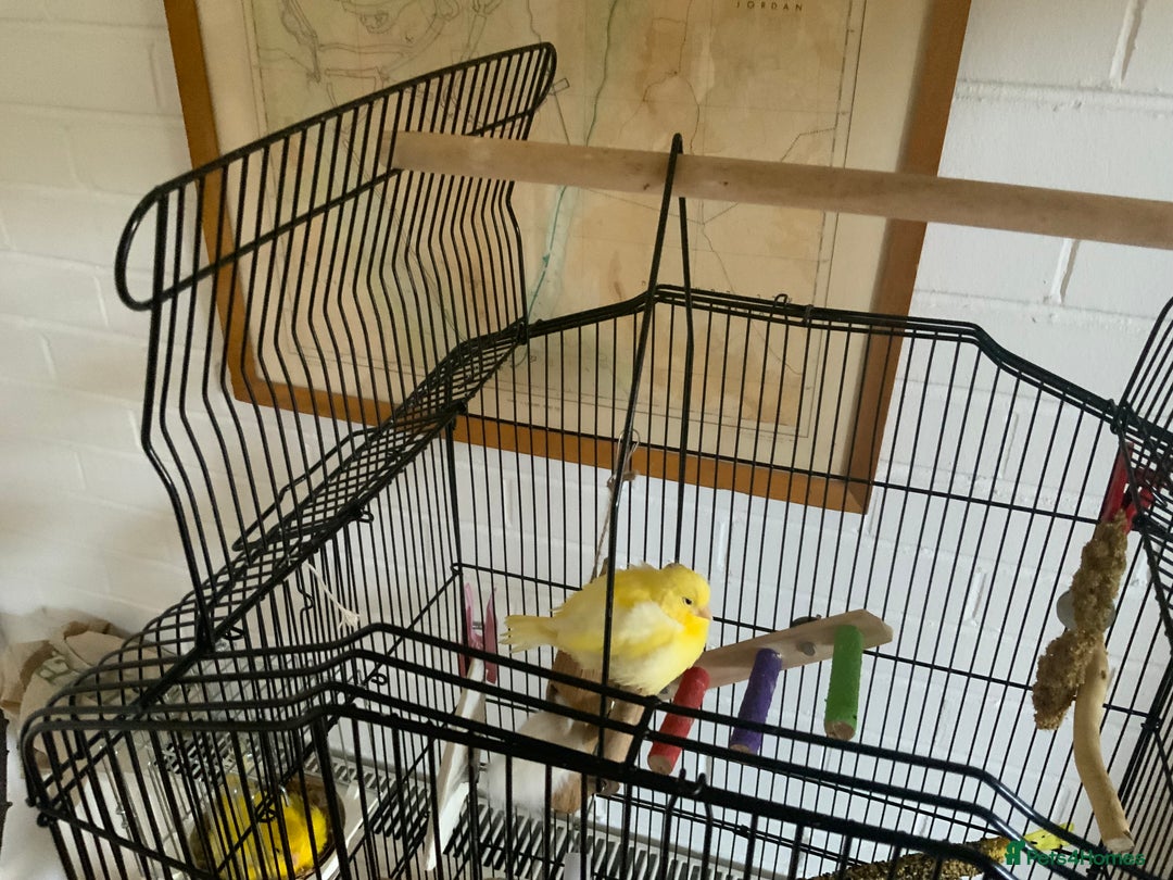 Canaries birds for sale: Two Beautiful Healthy Baby Canaries - Image 2