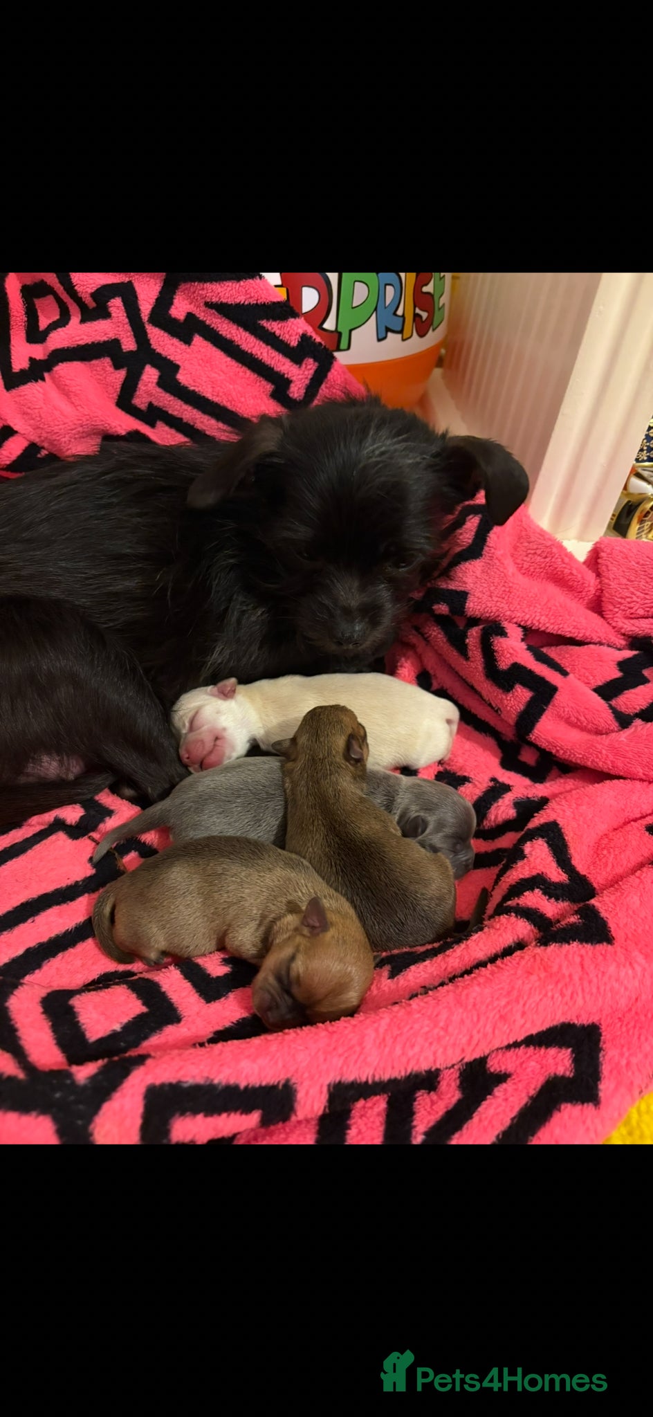 Chihuahua dogs Chihuahua puppies for sale - Advert 3