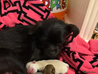Chihuahua dogs Chihuahua puppies for sale - Advert 1