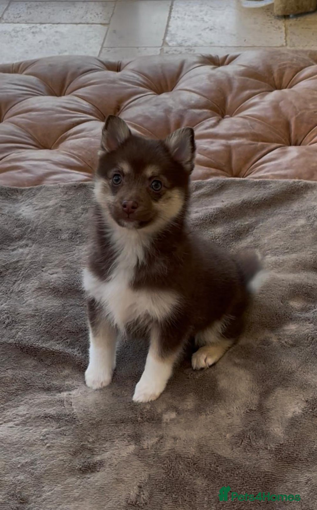 Pomsky dogs for sale: Pomsky Puppies AVAILABLE NOW - Advert 11