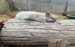 Netherland Dwarf rabbits for sale:  Netherland Dwarfs Bunnies  - Advert 3