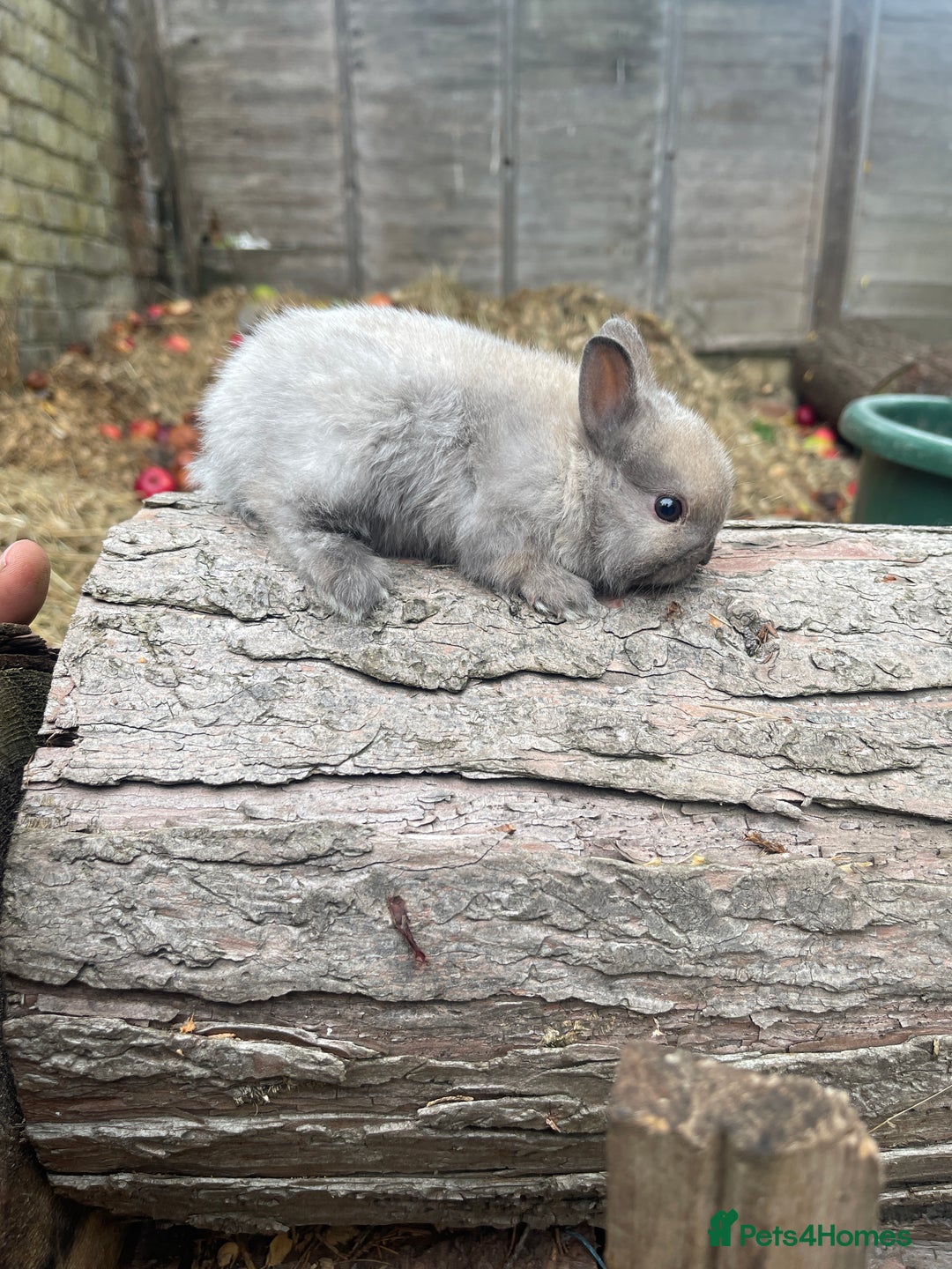 Netherland Dwarf rabbits for sale:  Netherland Dwarfs Bunnies  - Advert 3