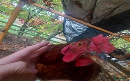 Chickens poultry for sale: More cockerel for sale - Image 7