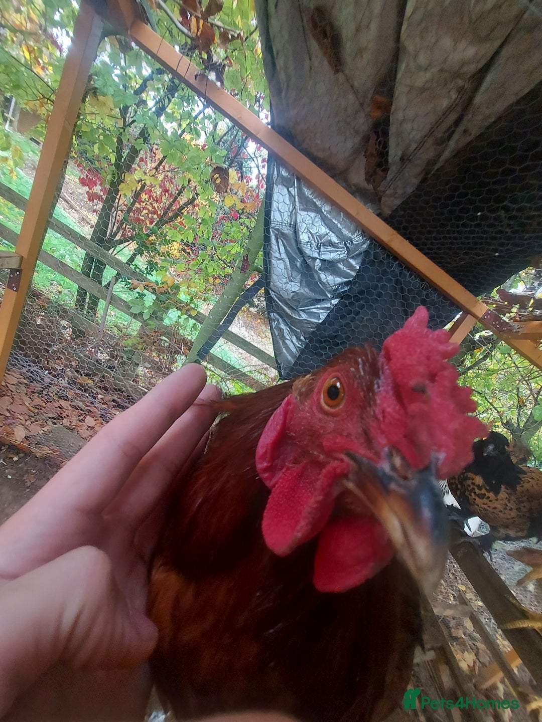 Chickens poultry for sale: More cockerel for sale - Image 7