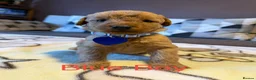 Labradoodle dogs for sale: Labradoodle Fox Red ♥️ - Advert 3