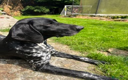 Mixed Breed dogs for sale: Gorgeous pointer x collie - Image 17