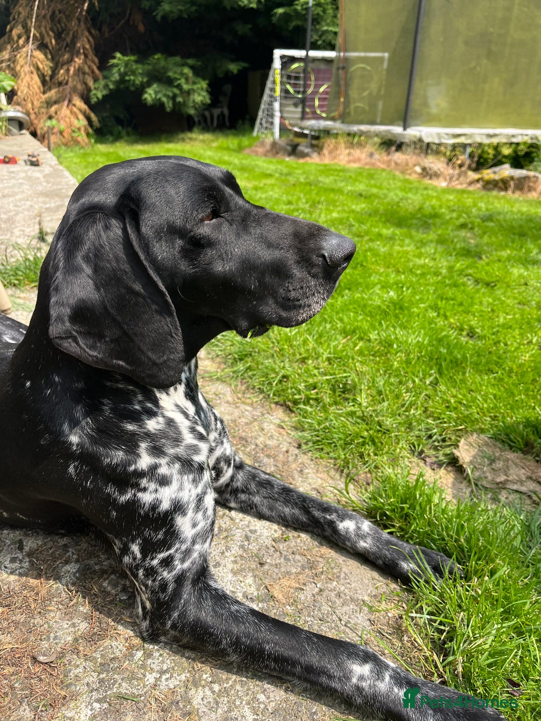 Mixed Breed dogs for sale: Gorgeous pointer x collie - Image 17
