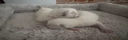 Scottish Fold cats for sale: ✨ Beautiful Scottish Straight Kitten  ✨ - Advert 13