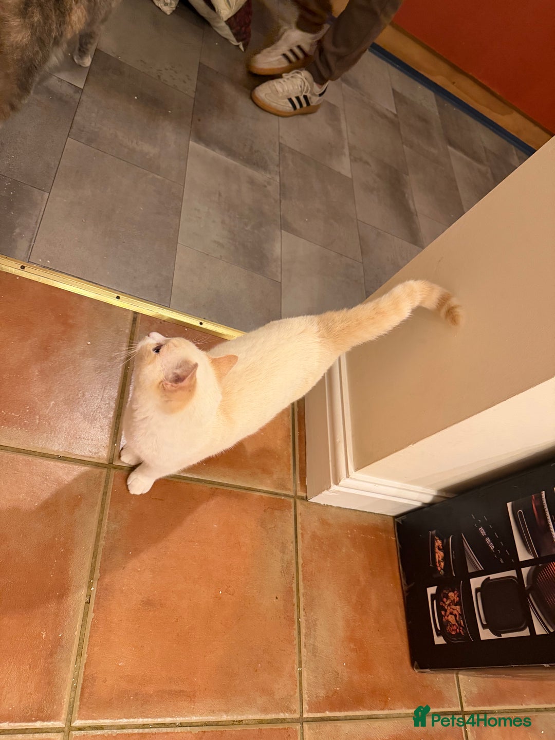 British Shorthair cats for sale: Female pure bred British short hair - Advert 2