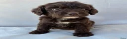 Cockapoo dogs for sale: BEAUTIFUL F1 COCKAPOO PUPPIES - Advert 5