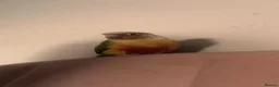 Conures birds for sale: 2 beautiful gccs looking for a new home - Advert 13