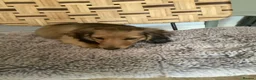 Miniature Dachshund dogs for sale: Kc reg long hair mini dachshunds dna parents  - Advert 12
