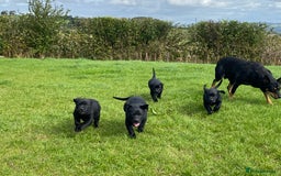 Mixed Breed dogs for sale: Kelpie X Red Labrador  - Image 9