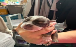 Mixed Breed dogs for sale: Old Tyme bulldogs f1  - Image 13