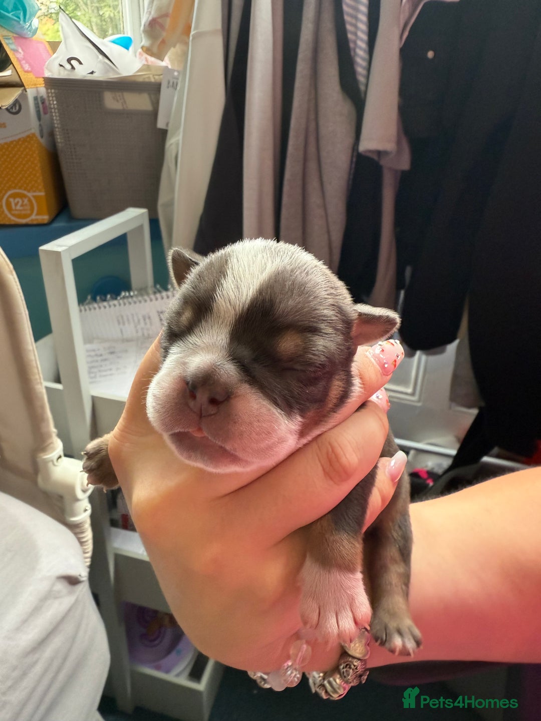 Mixed Breed dogs for sale: Old Tyme bulldogs f1  - Image 13