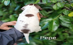 Mixed Breed dogs for sale: Fen Spaniels -Korthols x Eng Springer Spaniel  - Image 14