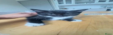 Mixed Breed Kitten 1