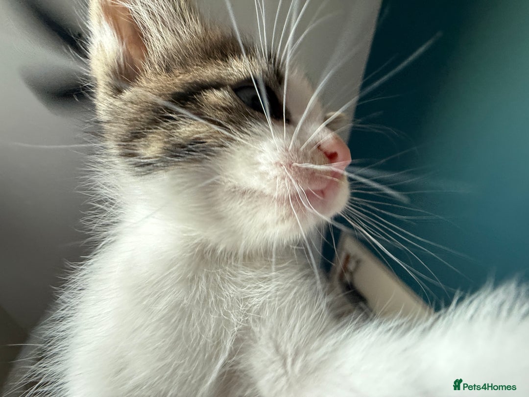 Mixed Breed cats for sale: 3 beautiful kittens available - Image 12